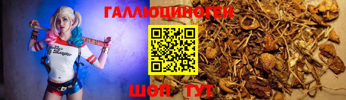 Псилоцибиновые грибы GOLDEN TEACHER Кстово